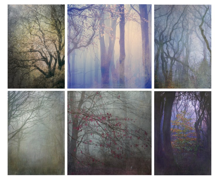 jo stephen photography impressionist nature dorset