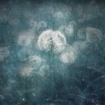 jo stephen impressionist photography dorset