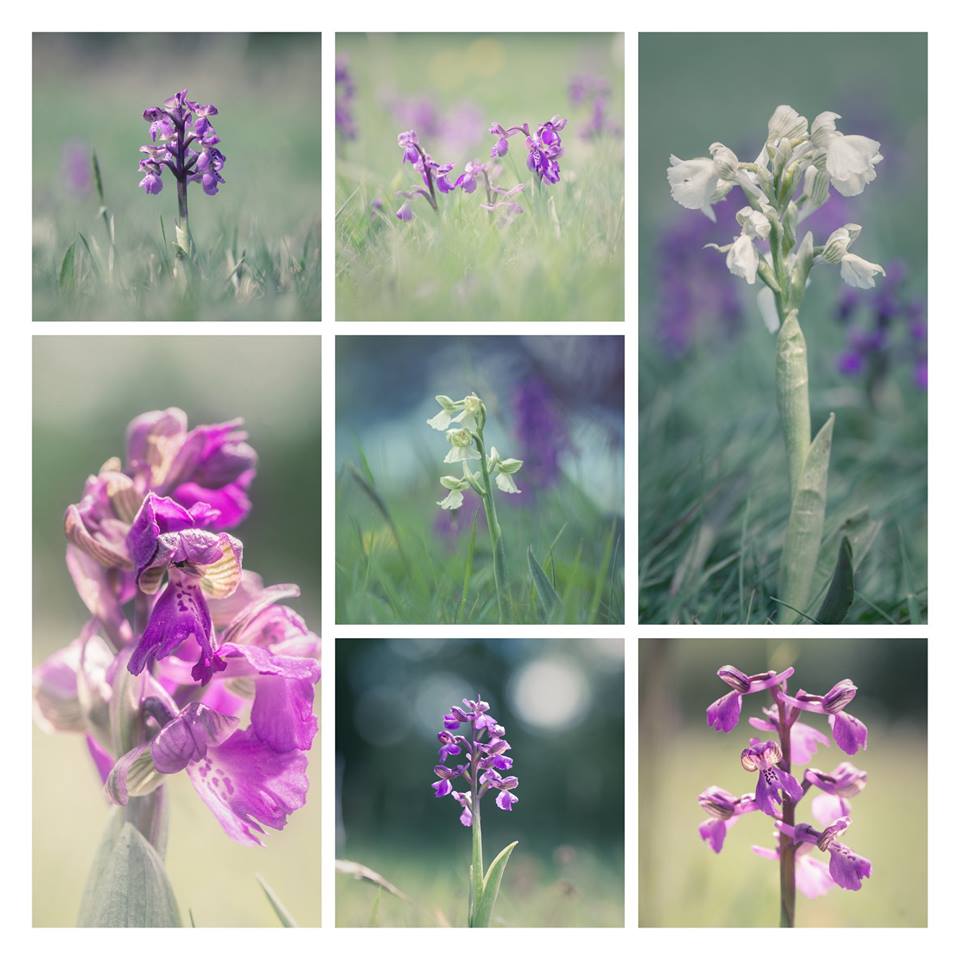 jo Stephen geen winged orchid