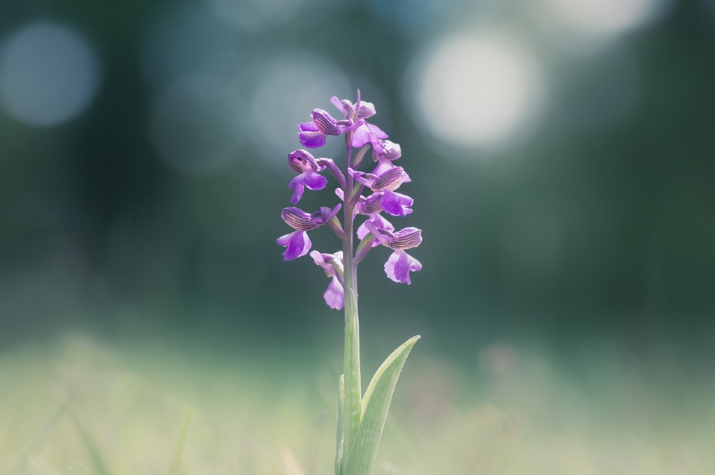 Jo Stephen botanical photography