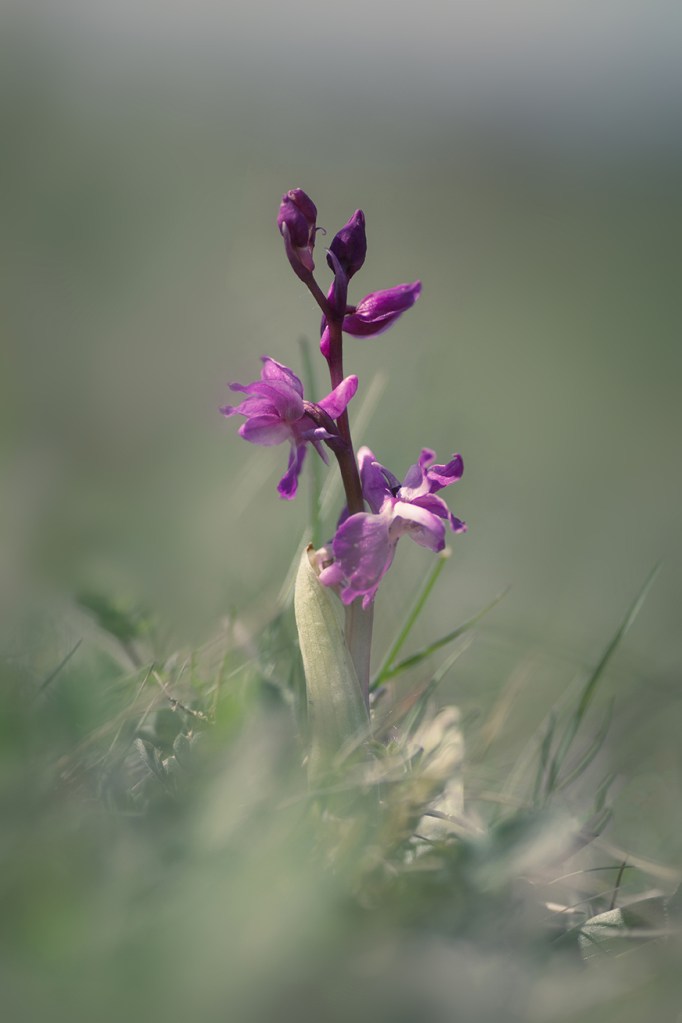 jo stephen botanical photography