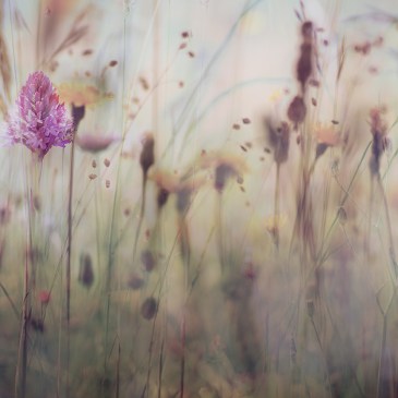 jo stephen botanical photography