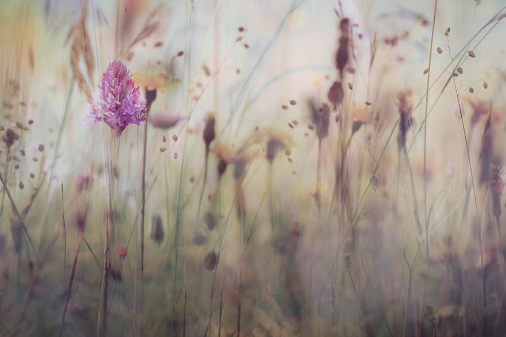 jo stephen botanical photography