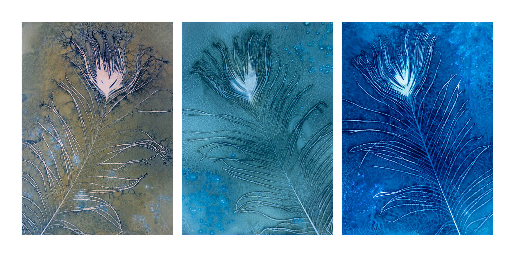 peacock feathers