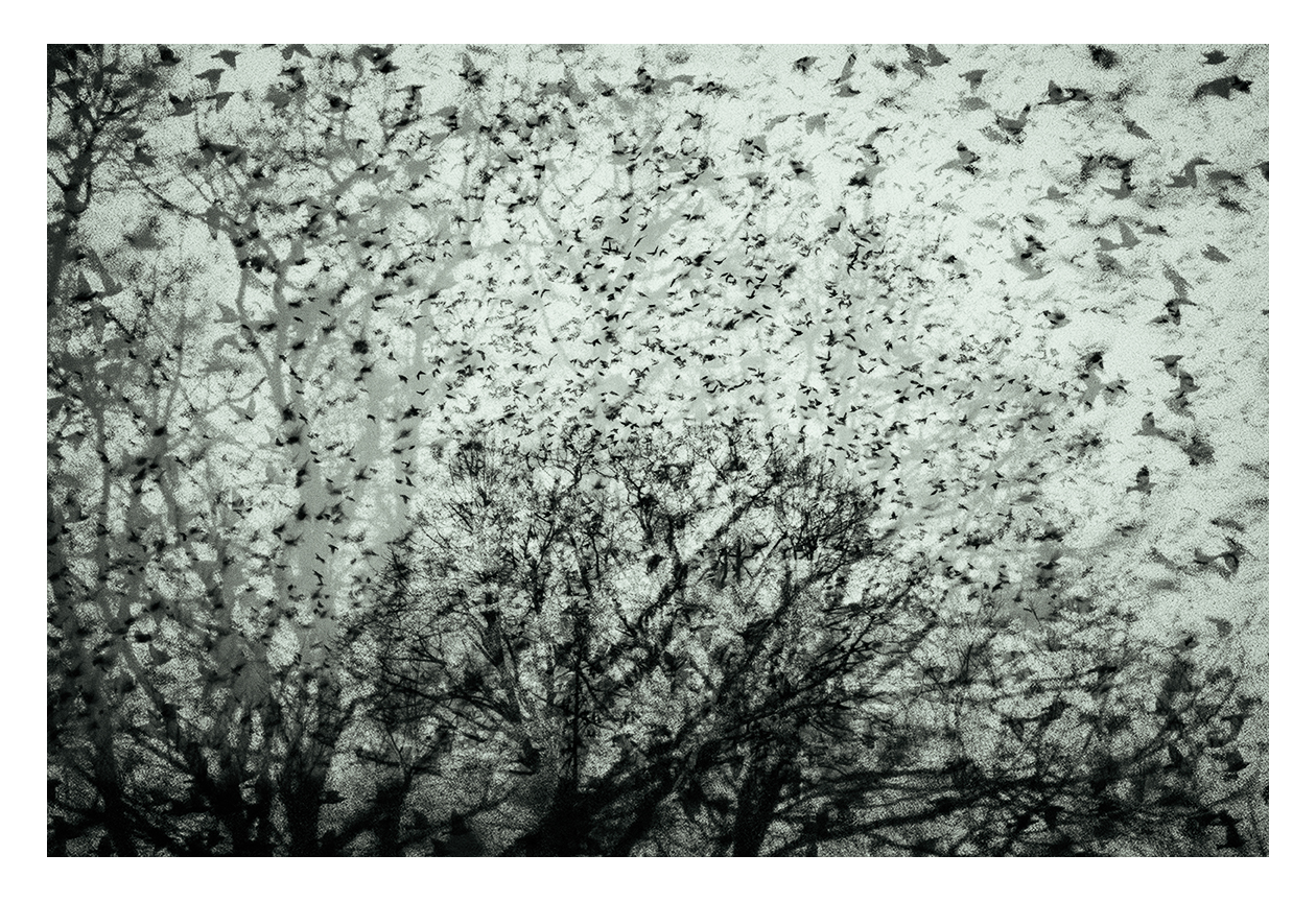 jo stephen starlings