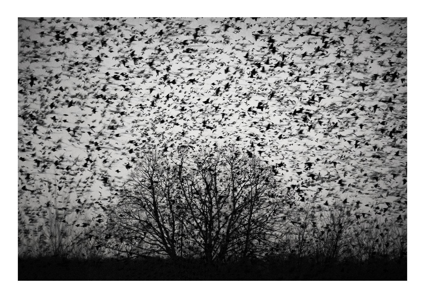 jo stephen starlings