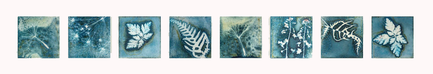 wet cyanotype - botanical