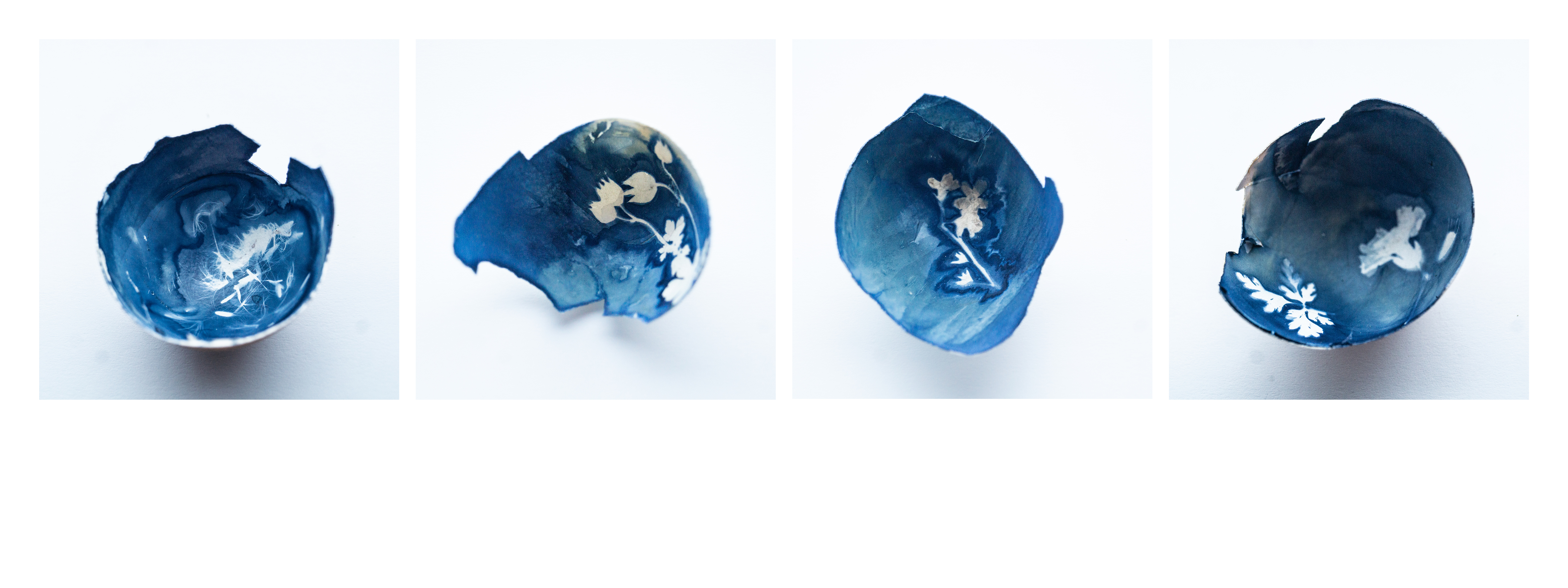 jo stephen cyanotype