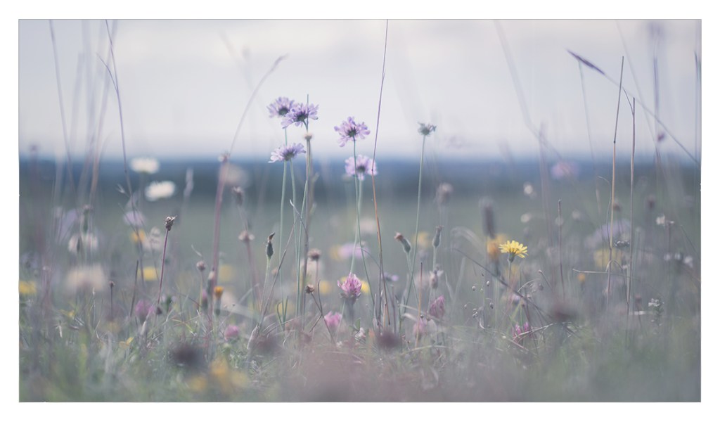 This image has an empty alt attribute; its file name is p1010074-web.jpg