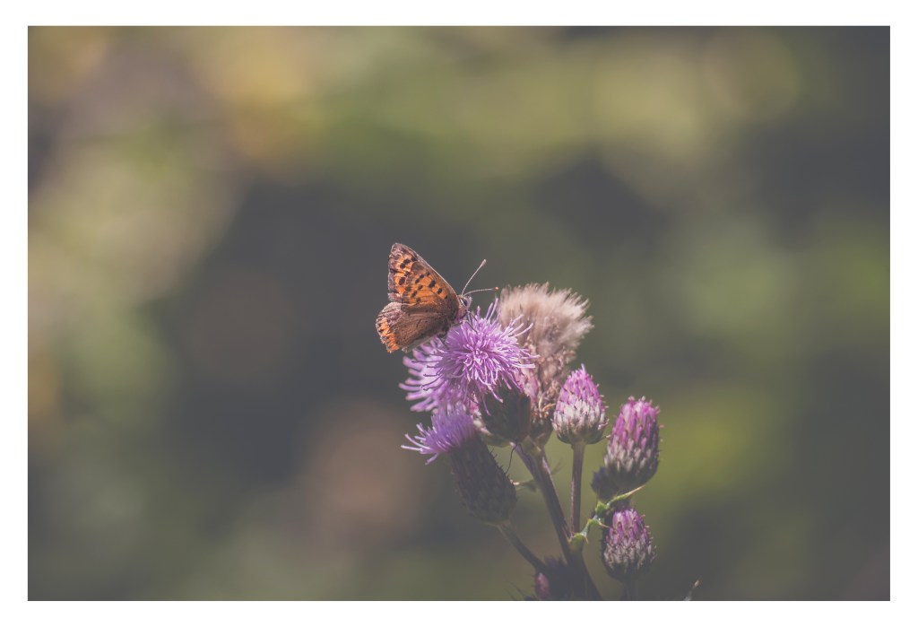 This image has an empty alt attribute; its file name is p1010106.jpg