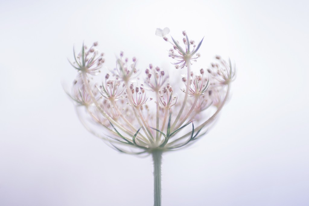 jo stephen photography wild carrot
