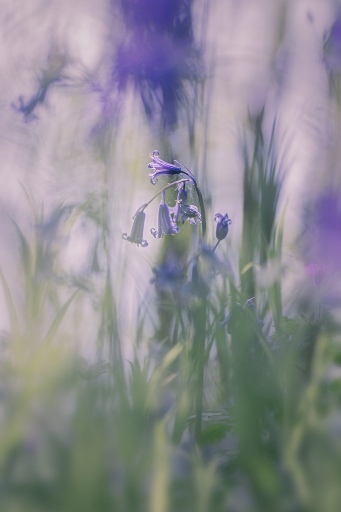 jo stephen photography