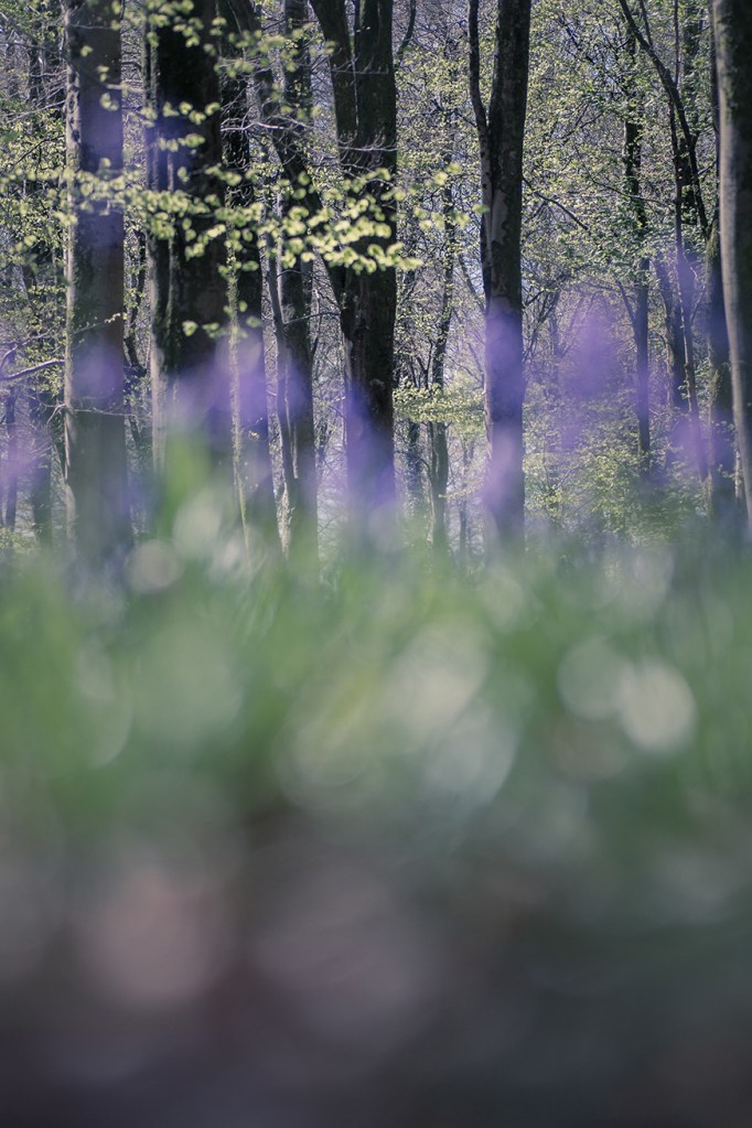 jo stephen photography