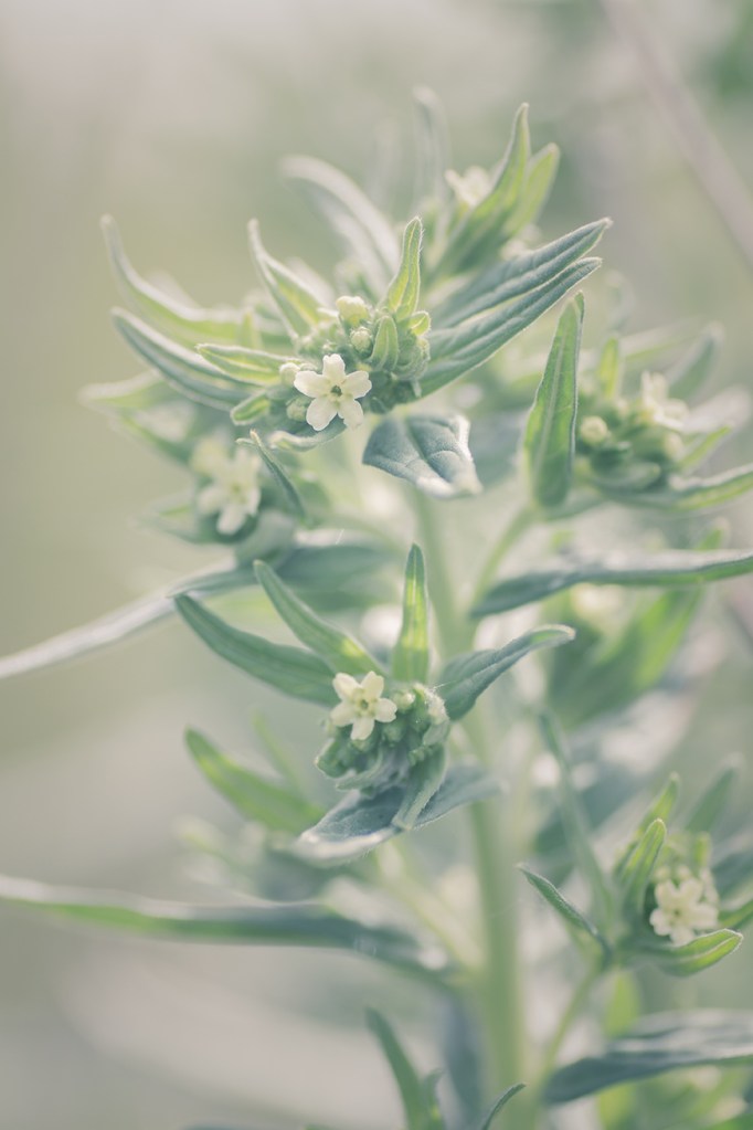 jo stephen photography