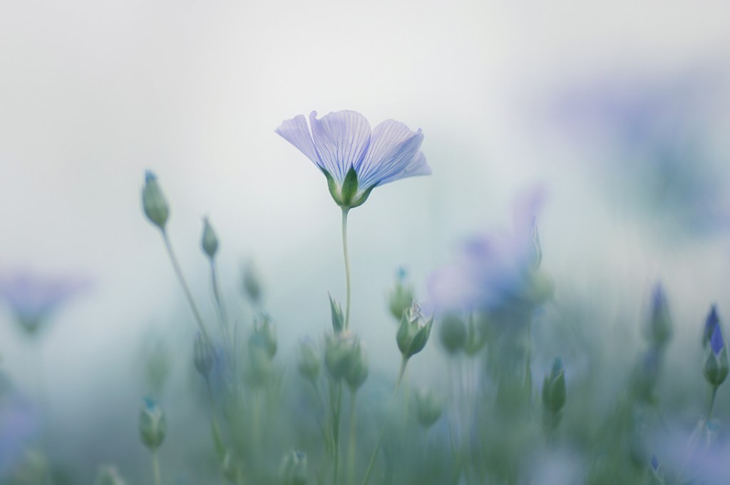 jo stephen photography