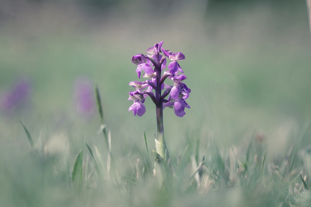 jo stephen photography