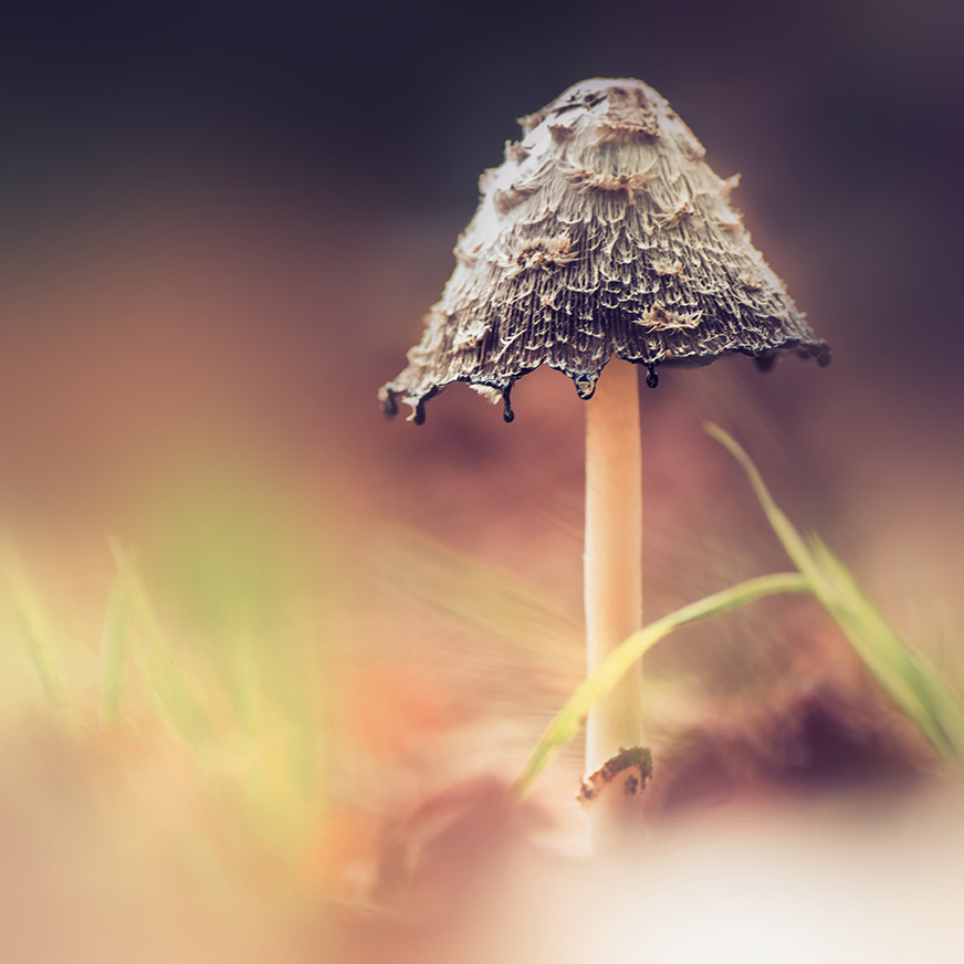 jo stephen photography