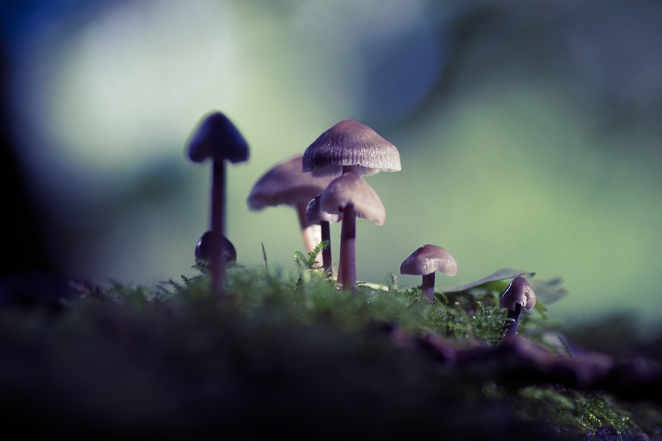 jo stephen photography