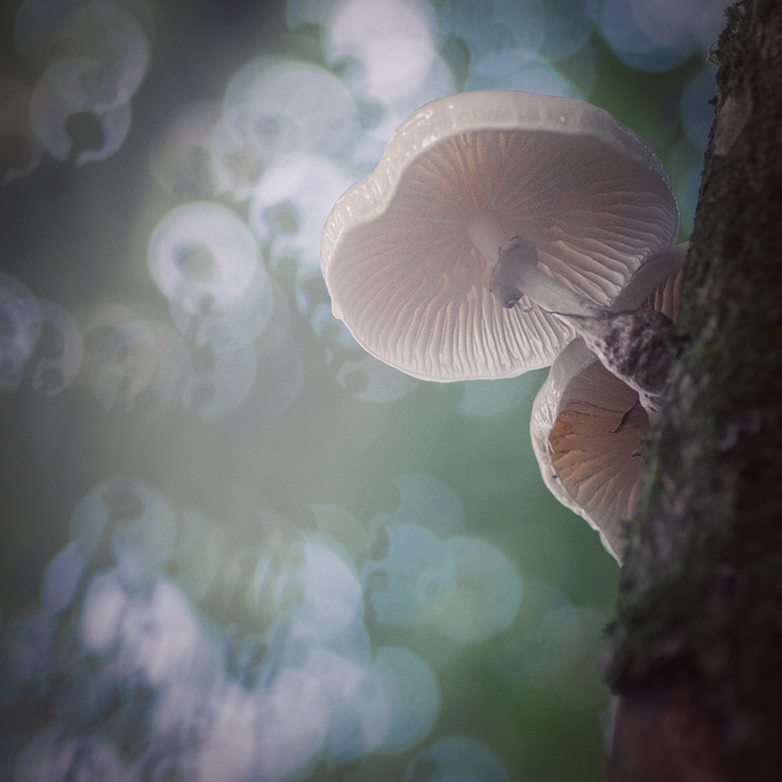 jo stephen photography