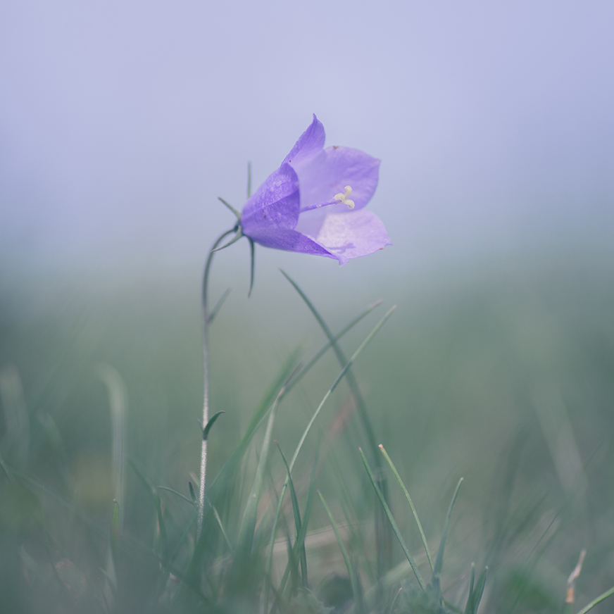 jo stephen photography