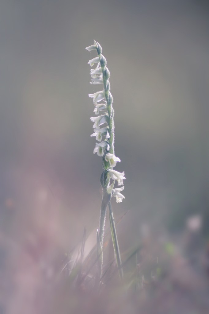 jo stephen photography