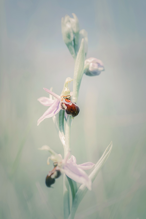 jo stephen photography