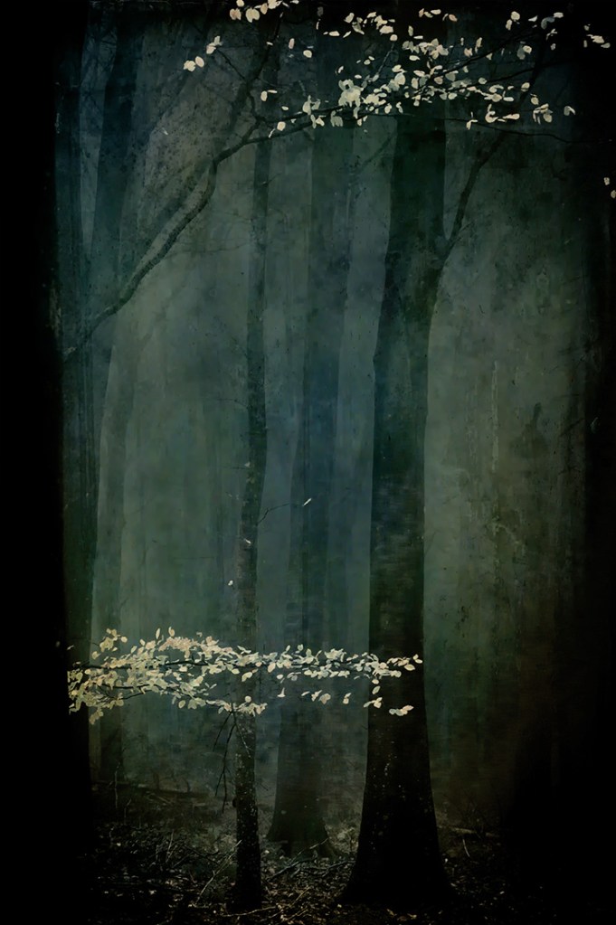 jo stephen photogrraphy trees