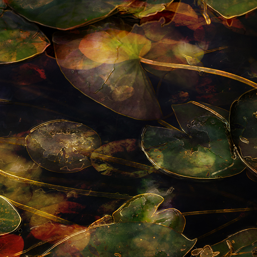 jo stephen nature photography gold