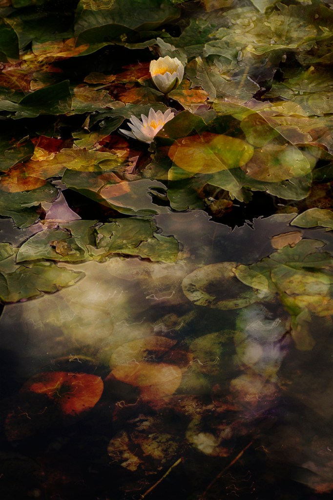 jo stephen photography nature lotus