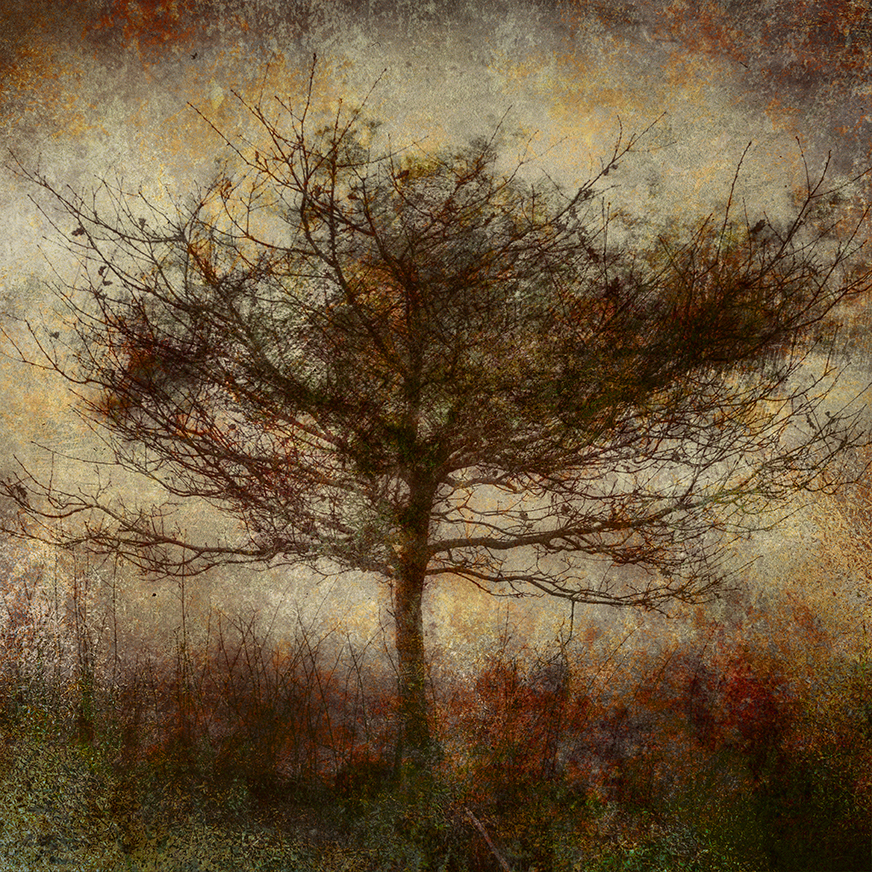 jo stephen oak tree gold abstract