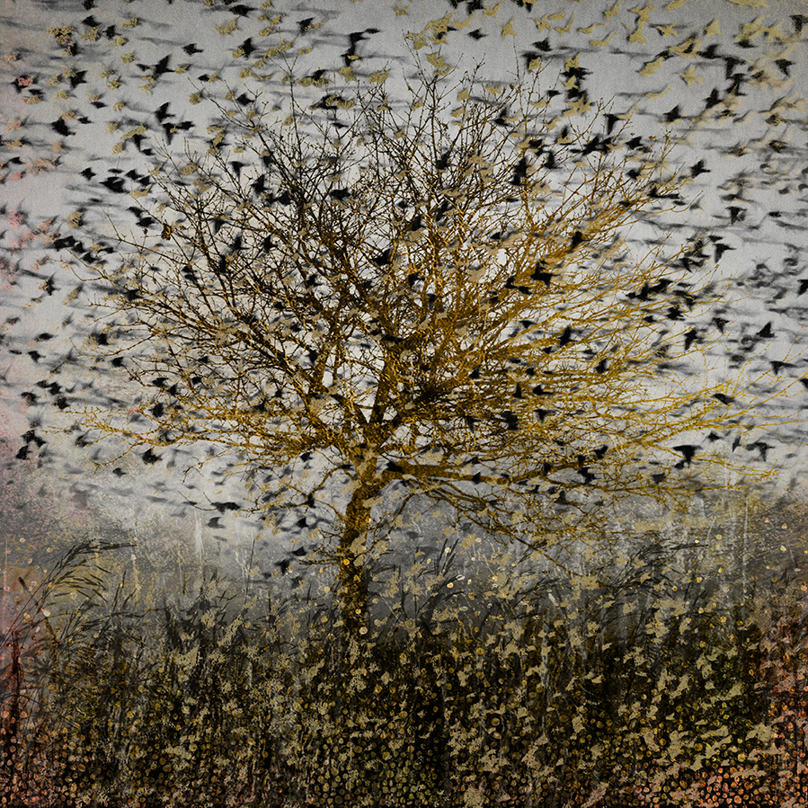 jo stephen photography gold tree birds
