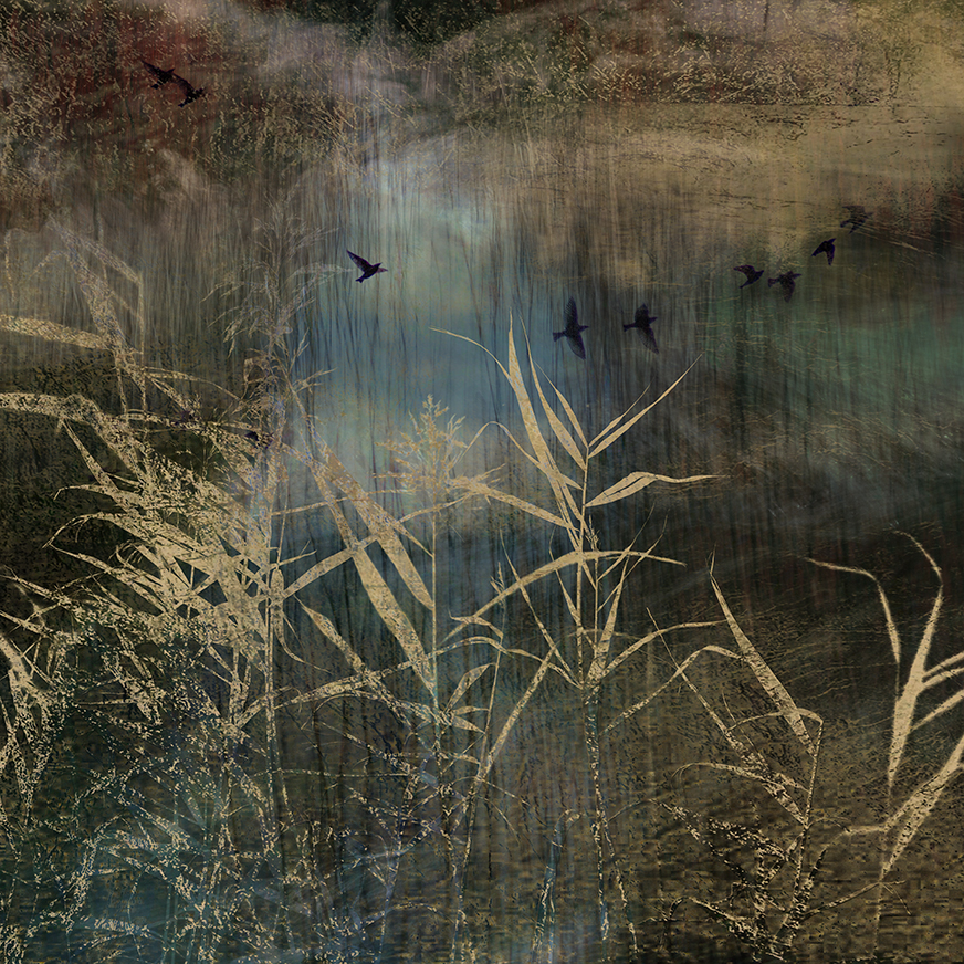 jo stephen nature photography gold