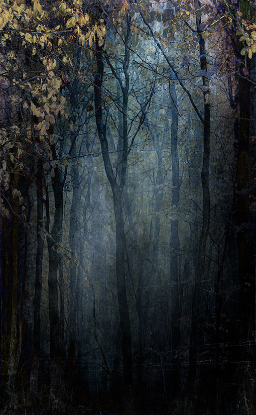 jo stephen woodland photography