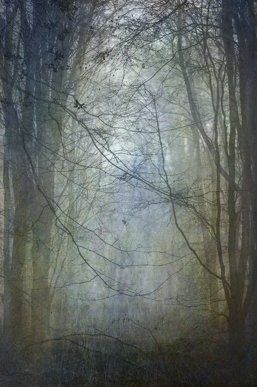 jo stephen woodland photography