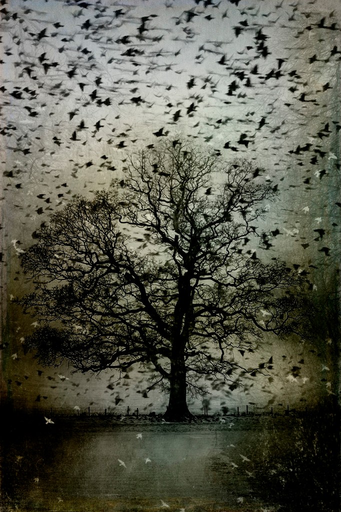 jo tephen oak starling murmuration
