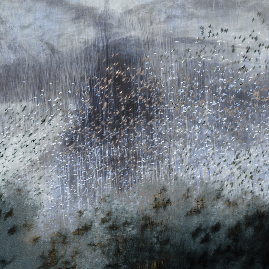 jo stephen murmuration impressionist photography