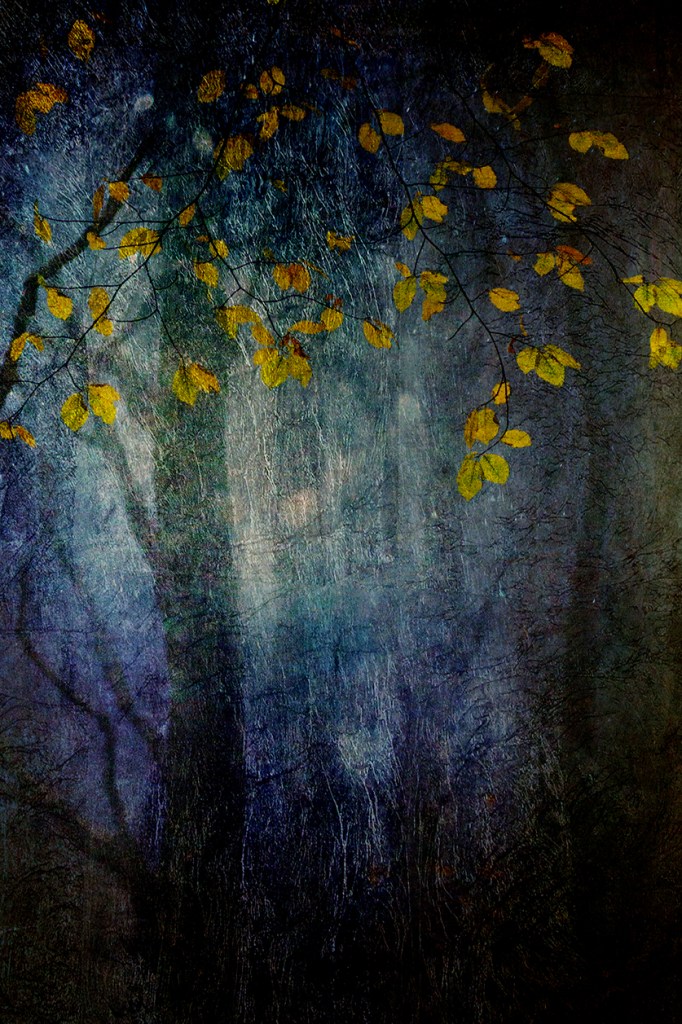 jo stephen photography trees