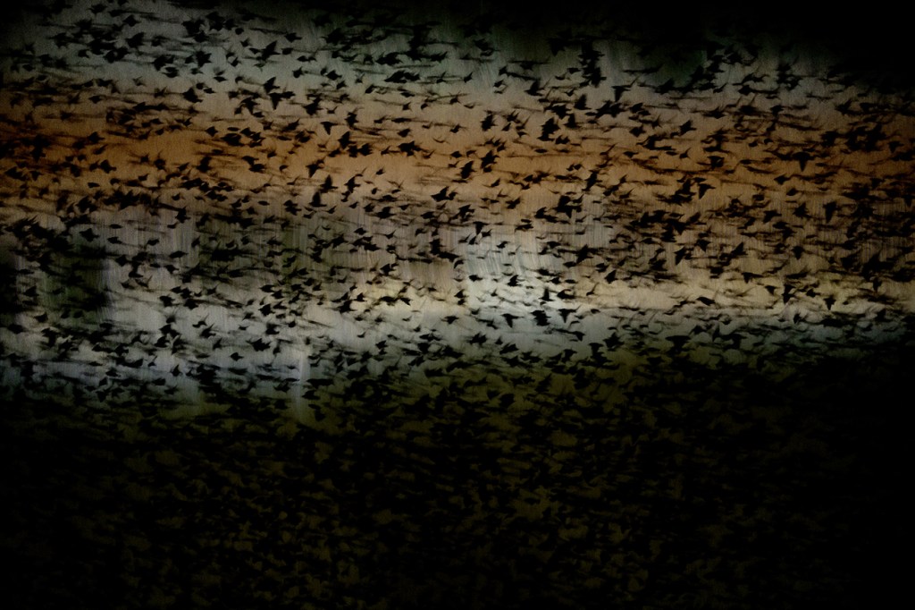 jo stephen photography starling murmuration