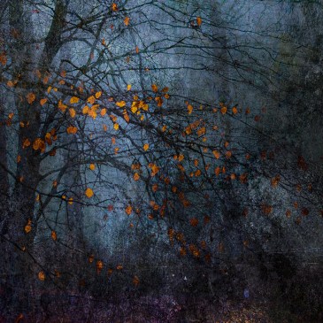 jo stephen tree photography