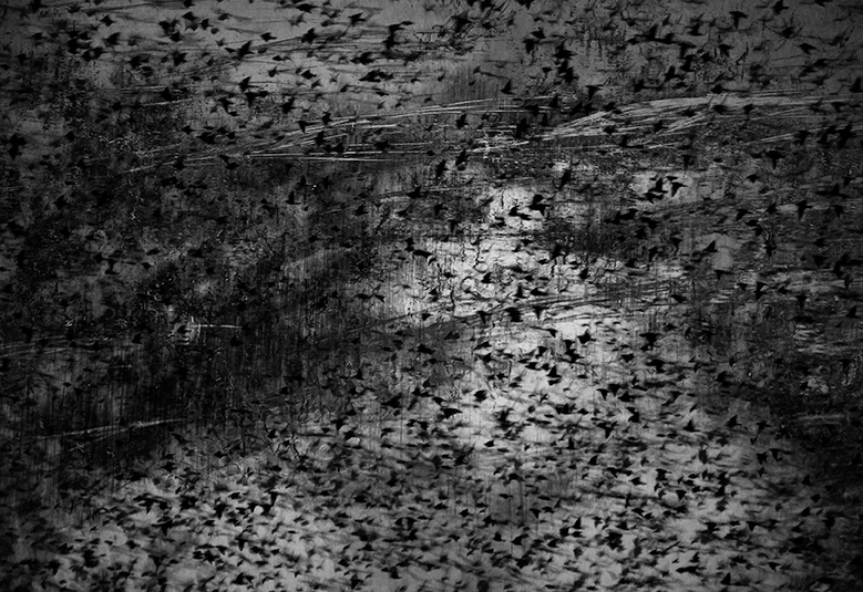 jo stephen photography starling murmuration