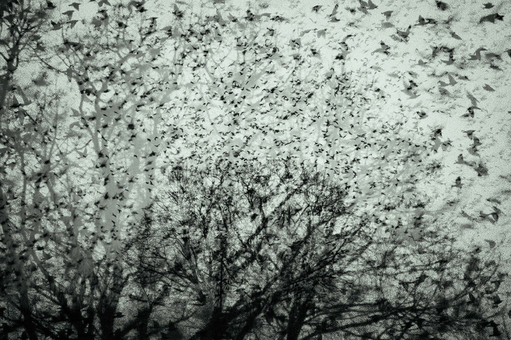 jo stephen photography starling murmuration
