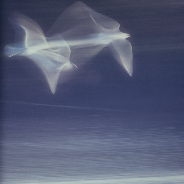 jo stephen photography