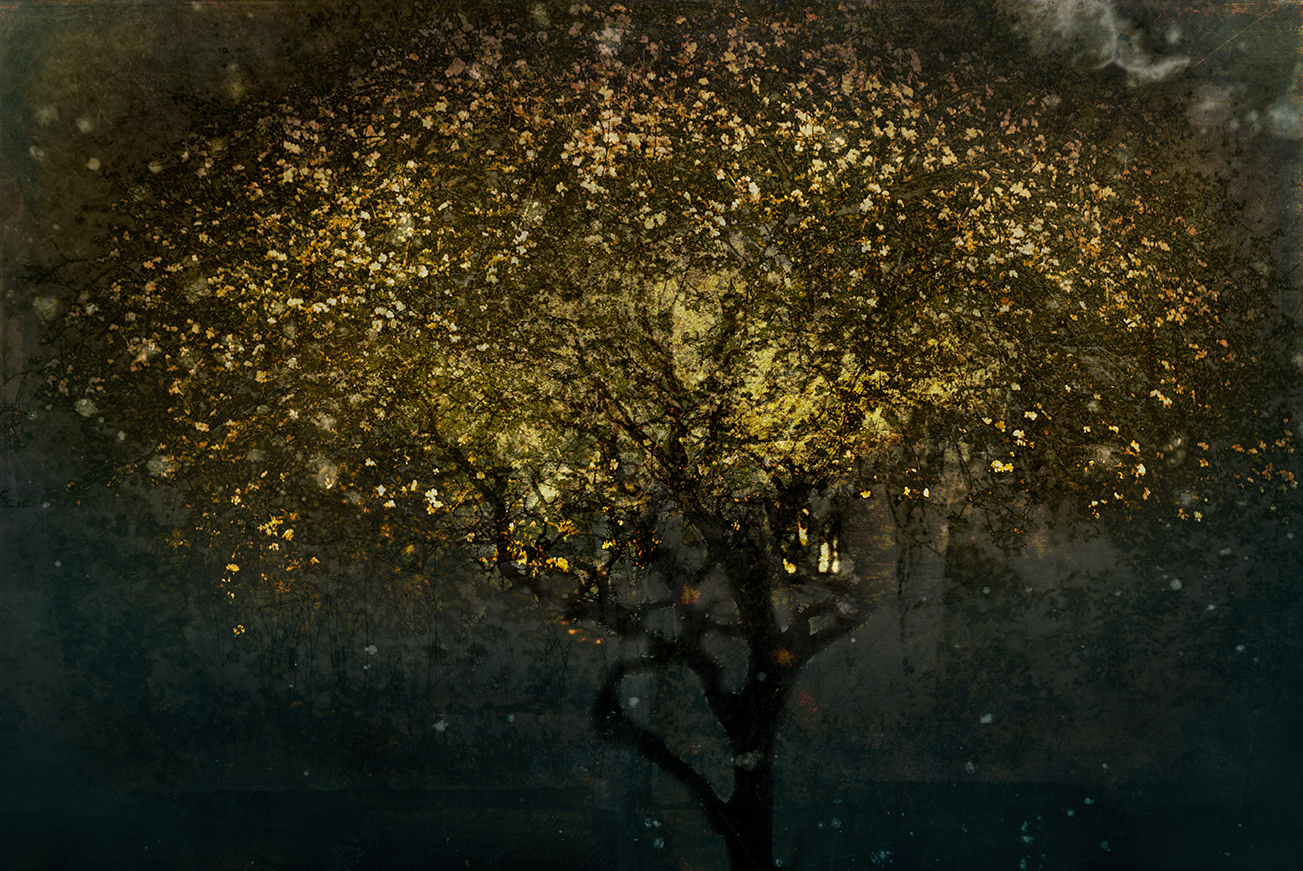 jo stephen tree photography gold