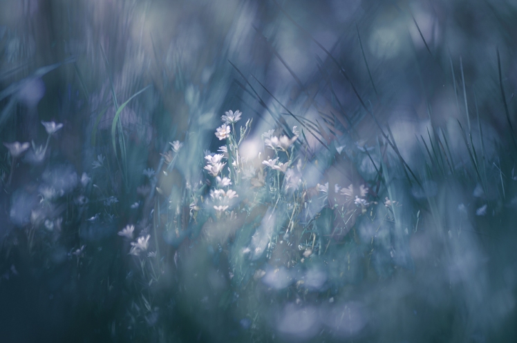 jo stephen ethereal nature photography