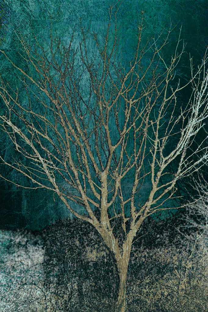 Jo Stephen photography gold trees