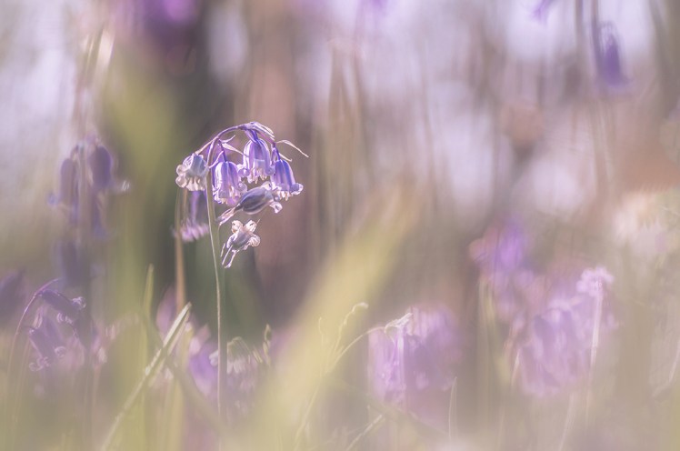 jo stephen photography