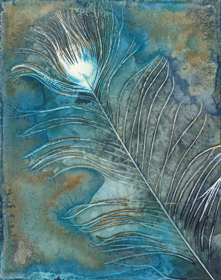 jo stephen wet cyanotype
