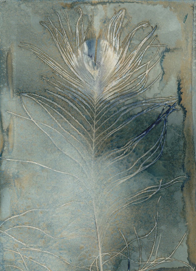 jo stephen wet cyanotype