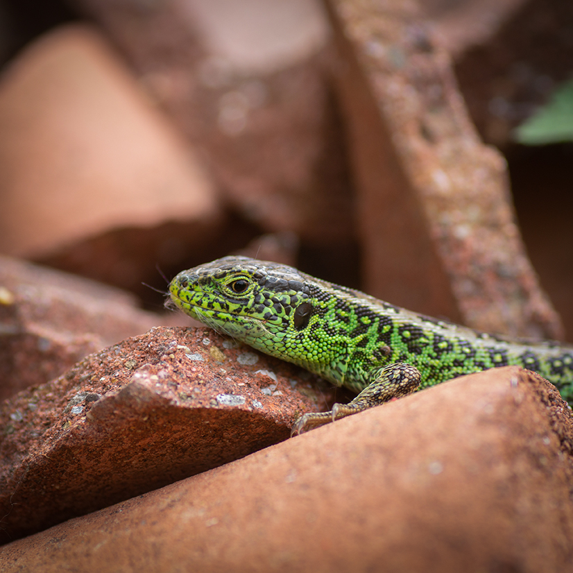 jo stephen nature photography
