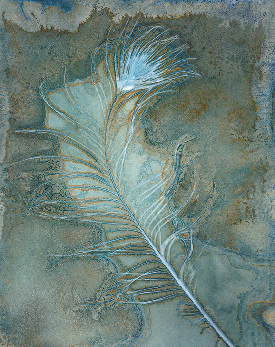 wet cyanotype jo stephen